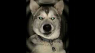 The Bronx - Oceans of Class