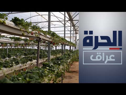 شاهد بالفيديو.. مواطن يزرع الفراولة بطريقة توفر كميات كبيرة من المياه
