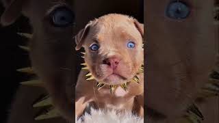 puppy pitbull to big pitbul dog #pets #dogbreed #shortvideo #dogtype #puppy #pitbull #pitbulldog