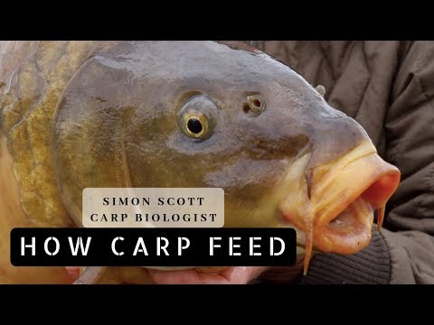 Simon Scott - How Carp Feed