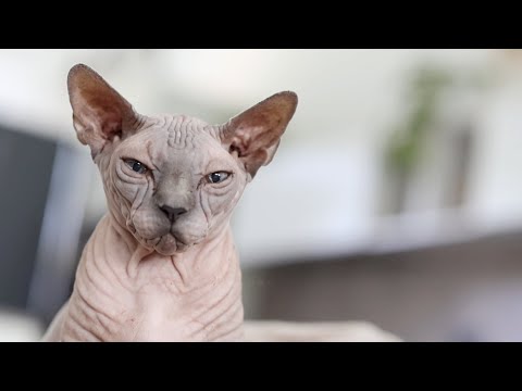 video frame placeholder