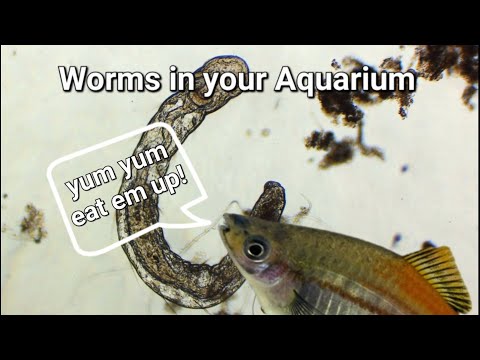 Aquarium Worms Under the Microscope