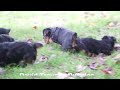 Yorkshire Terrier dogs for sale: Beck - Video 1