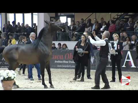 N.89 FREE EUKALIPTUS - Milan 2016 - Stallions 7+ years old (Class 11/12)