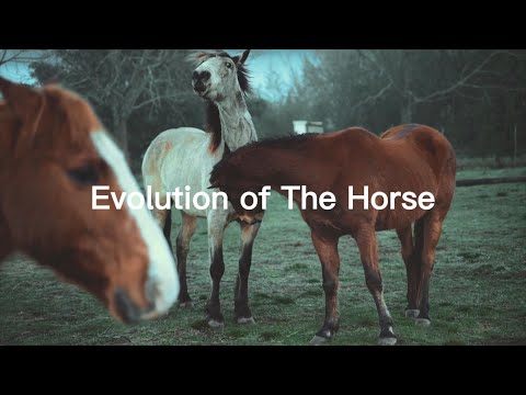 Evolution of The Horse-Where Did Horses Come From? What Did The Earliest Horses Look Like? #horse