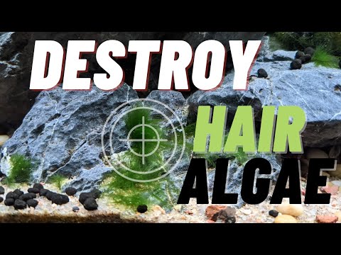 Get rid of hair algae in the planted aquarium
