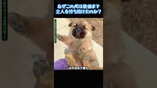 なぜこの犬は最後まで主人を待ち続けたのか？ #犬の感動物語 #犬との暮らし #動物の絆 #泣ける話 #ペットとの時間 #犬好きな人と繋がりたい #心温まる話