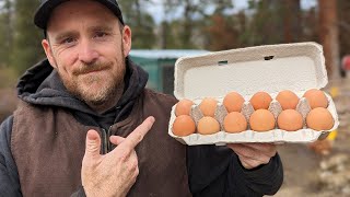 From Nest to Market: How We Collect, Package and Sell Eggs