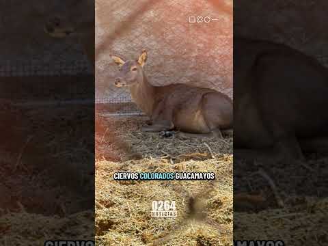 Descubrieron un zoológico clandestino en Pocito