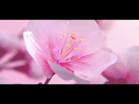 Energiereich Glücklich - das TagesOrakel von Malkiel  für den 27.1.20 - Mondpausen - Tarot