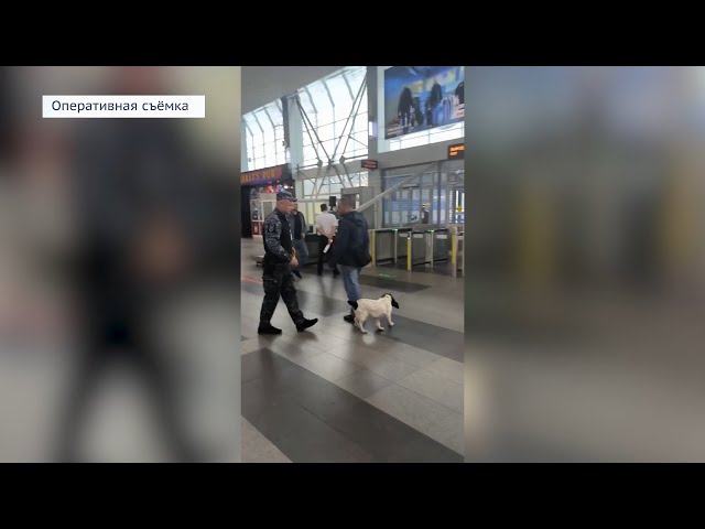 В аэропорту Иркутска собака по кличке Лети помогла задержать пассажира, который пытался пронести более 100 граммов марихуаны