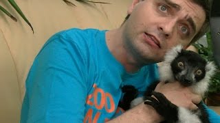 Lemurzy rap - lemur Panda i raper Proceente