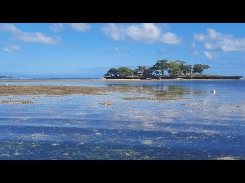 Papaya Island 2019|Melva V