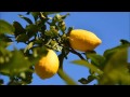 HD Lemon Tree Lemon Dance DJ Mars Remix