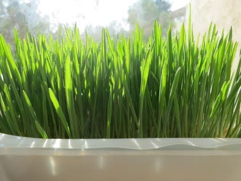 download lagu mp3 mp4 Grow Your Own Taco, download lagu Grow Your Own Taco gratis, unduh video klip Grow Your Own Taco