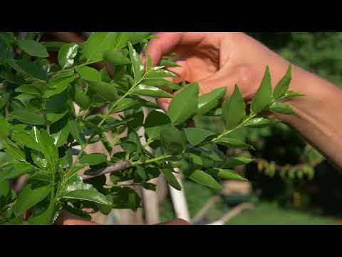 Porast žižule nakon rezidbe - REZIDBA USPJELA!