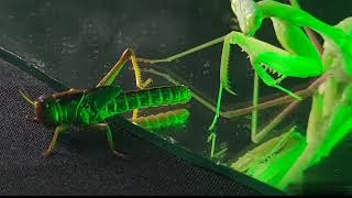 Praying Mantis Hunting: Nature&#39;s Deadliest Predator😳| Praying Mantis Amazing facts&amp; survival skills