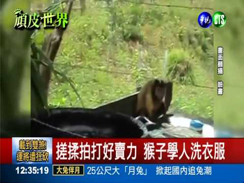 貓咪也會馬殺雞 猴子學人洗衣服