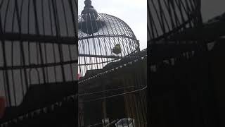 Download lagu Dakun Pacitan nembak sejalur # pleci sejaluran # pleci roltembak # milik om Agus Purwanto mp3 Download lagu Dakun Pacitan nembak sejalur # pleci sejaluran # pleci roltembak # milik om Agus Purwanto mp3