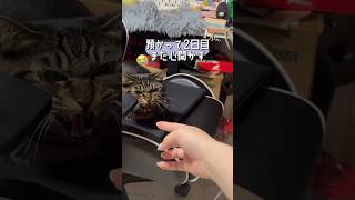 預かり猫2日目、まだ心を開いてくれません#猫 #預かり猫 #兄弟猫 #猫vlog #shorts