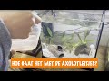 Hoe gaat het met de eitjes van de Axolotl? | DierenpraatTV