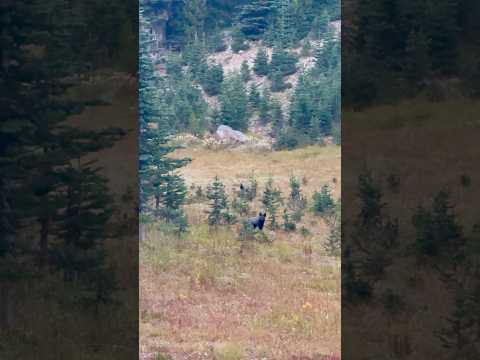 I’ve never seen a black fox before! #exploroff #mtrainier #mountrainiernationalpark #mountrainier