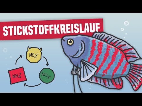 Einfach erklärt: Der Stickstoffkreislauf im Aquarium
