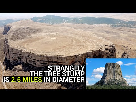 Giant tree stump 2.5 miles in diameter discovered