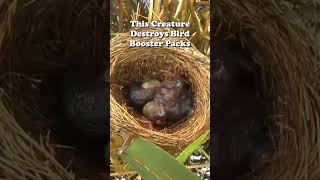 Download lagu Bird Booster Packs in Danger mp3 Download lagu Bird Booster Packs in Danger mp3