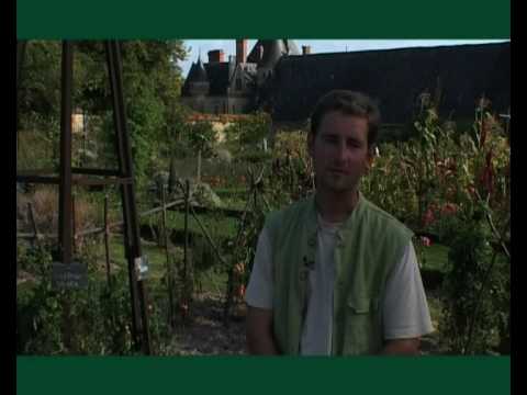 comment traiter les pucerons sur les haricots verts