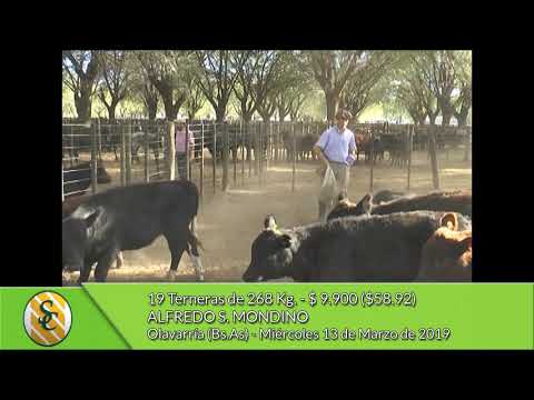 13-03-19 - Venta de Hembras - Alfredo S. Mondino - Olavarría