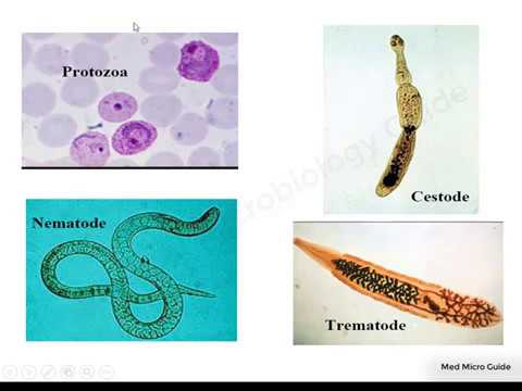 Define helminthology, Define helminthology and examples, Papilloma szajban