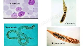 Introduction to Medical Parasitology lecture