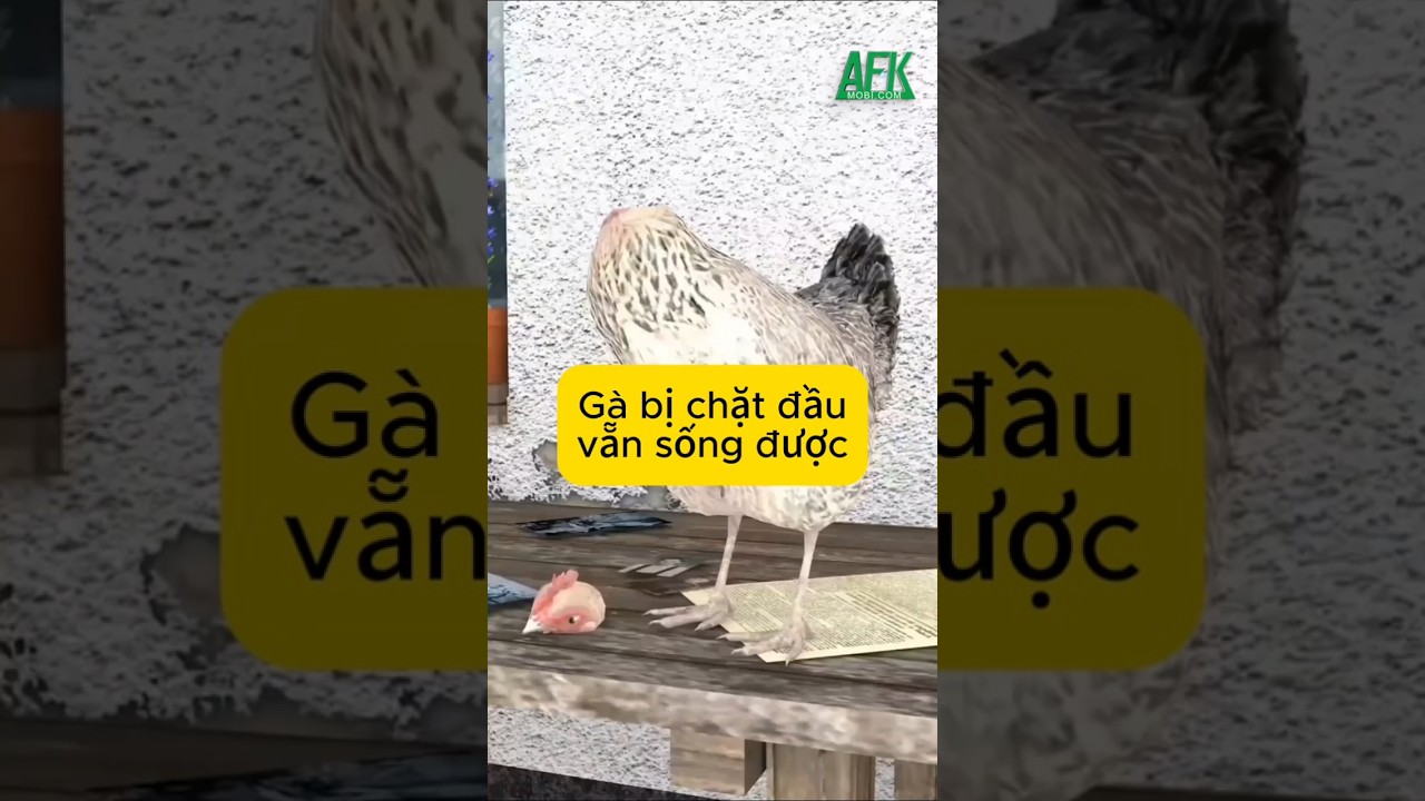 Bạn có tin gà bị chặt đầu vẫn sống được?