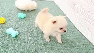 ハーフ犬の動画01