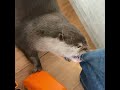 Otter Qoo Wanna Play With Mommy Cute Otter Shorts