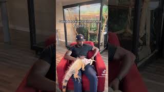 Download lagu This was a close call 🍌🦖🥴 #funny #pet #reptile #petlover #iguana mp3