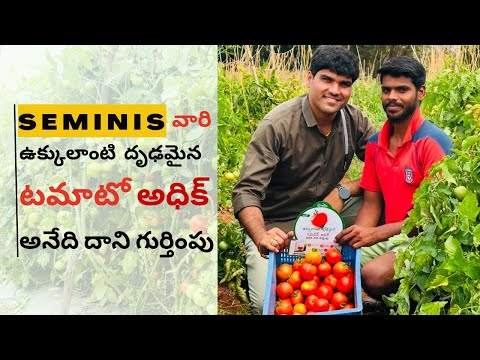 Seminis Adhik టమాటో 🔥 | అధిక లాభదాయకమైన సాగు! 🍅💰 | రైతు మాటలో