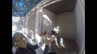 Four lives saved from Animal Control in Mexico. Four lives transformed!