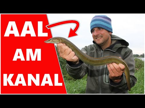 Aalangeln am Kanal
