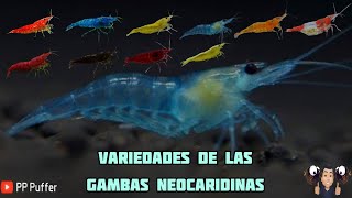 Gambas Variedades Y Cuidados Básicos  #gambas #gambasparaacuarios #peces #acuarios