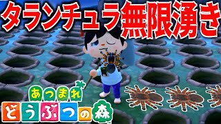 【あつ森】お金欲しいからタランチュラが無限湧きする島を作ってみた【あつまれ どうぶつの森】