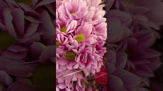 Download lagu Beautiful Dahila Flower | Flower | Shorts mp3