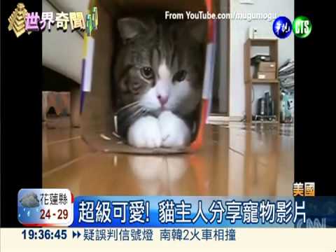 角逐"貓"王! 貓界奧斯卡比"好笑"