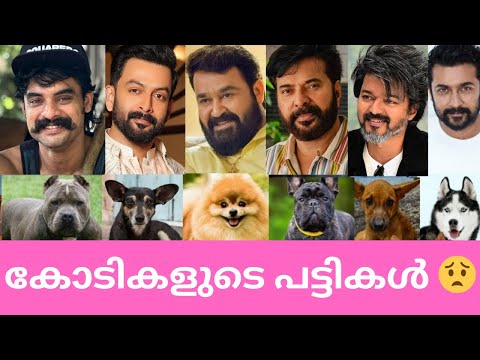 🐩🤯ഞെട്ടിപ്പോകും🙆‍♀️ നടന്മാരുടെ കോടികളുടെ പട്ടികളെ കണ്ടാൽ 🤯 💰TOP 10 LUXURY DOGS of Malayalam Actors🐩🤯