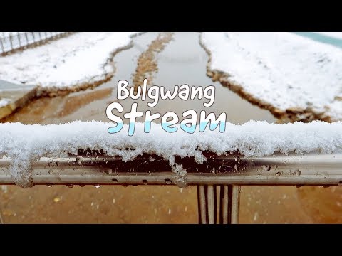 눈 맞으며 불광천을 걸어 보았다