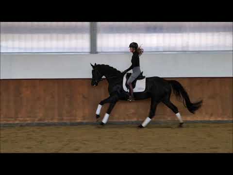 "Donatella" Stute von Don Martillo x Finest x Lauries Crusador xx