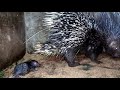 how porcupine gives birth