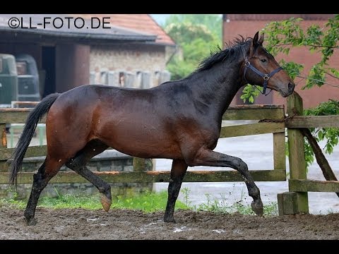 Lissaro van de Helle- Davignon- King of Macedon XX 2jähriger Hengst