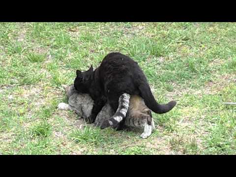 download lagu mp3 mp4 Sexcat, download lagu Sexcat gratis, unduh video klip Sexcat